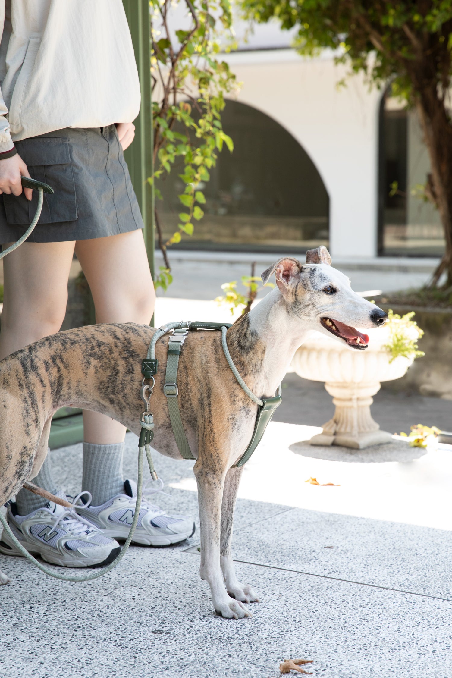 How to Choose the Right Harness for Your Dog
