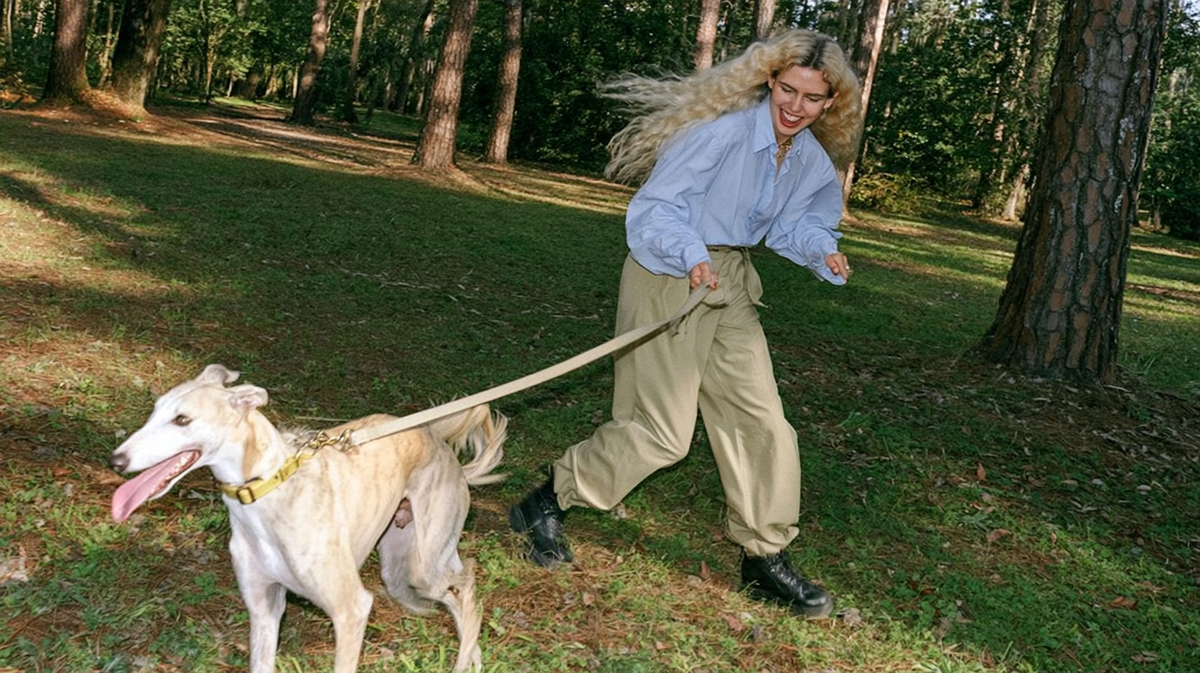 Collar or Harness? Choosing What Works for Your Dog