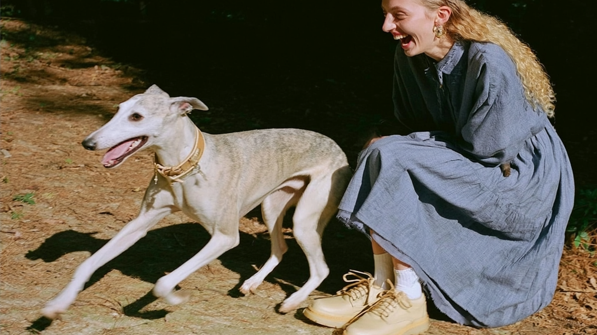 How to Choose the Right Harness for Your Dog