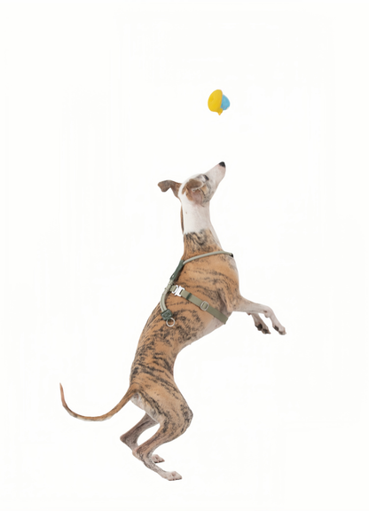 POMI Gravity Harness