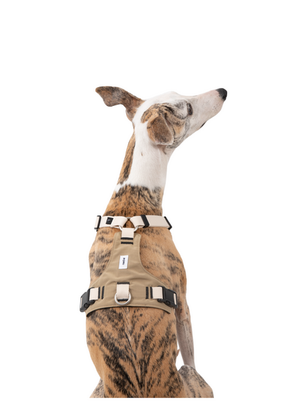 POMI Motion Balance Harness