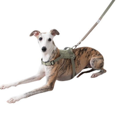 POMI Motion Flex Shock-Absorbing Leash