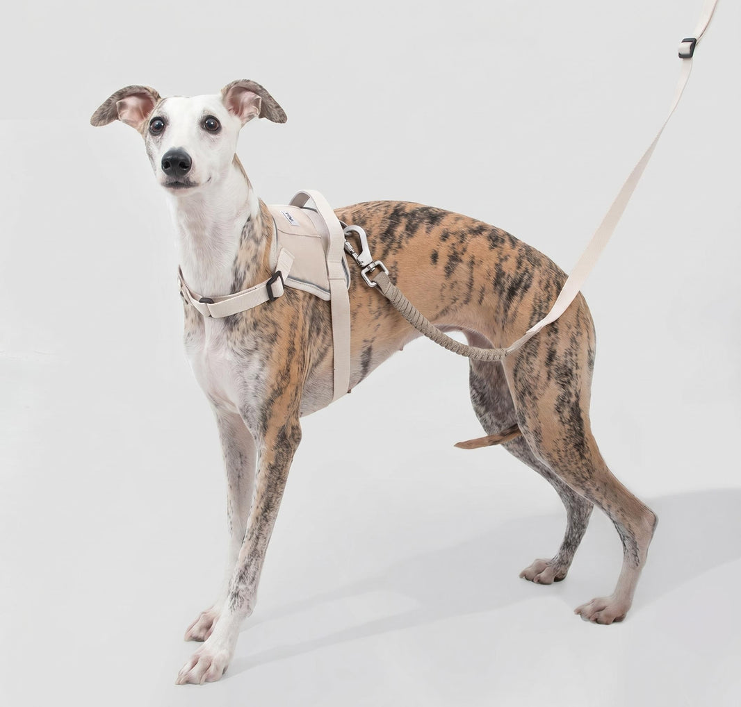 POMI Motion Flex Shock-Absorbing Leash