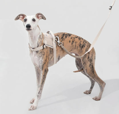 POMI Motion Flex Shock-Absorbing Leash