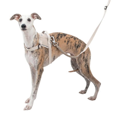 POMI Motion Flex Shock-Absorbing Leash